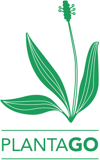 Plantago