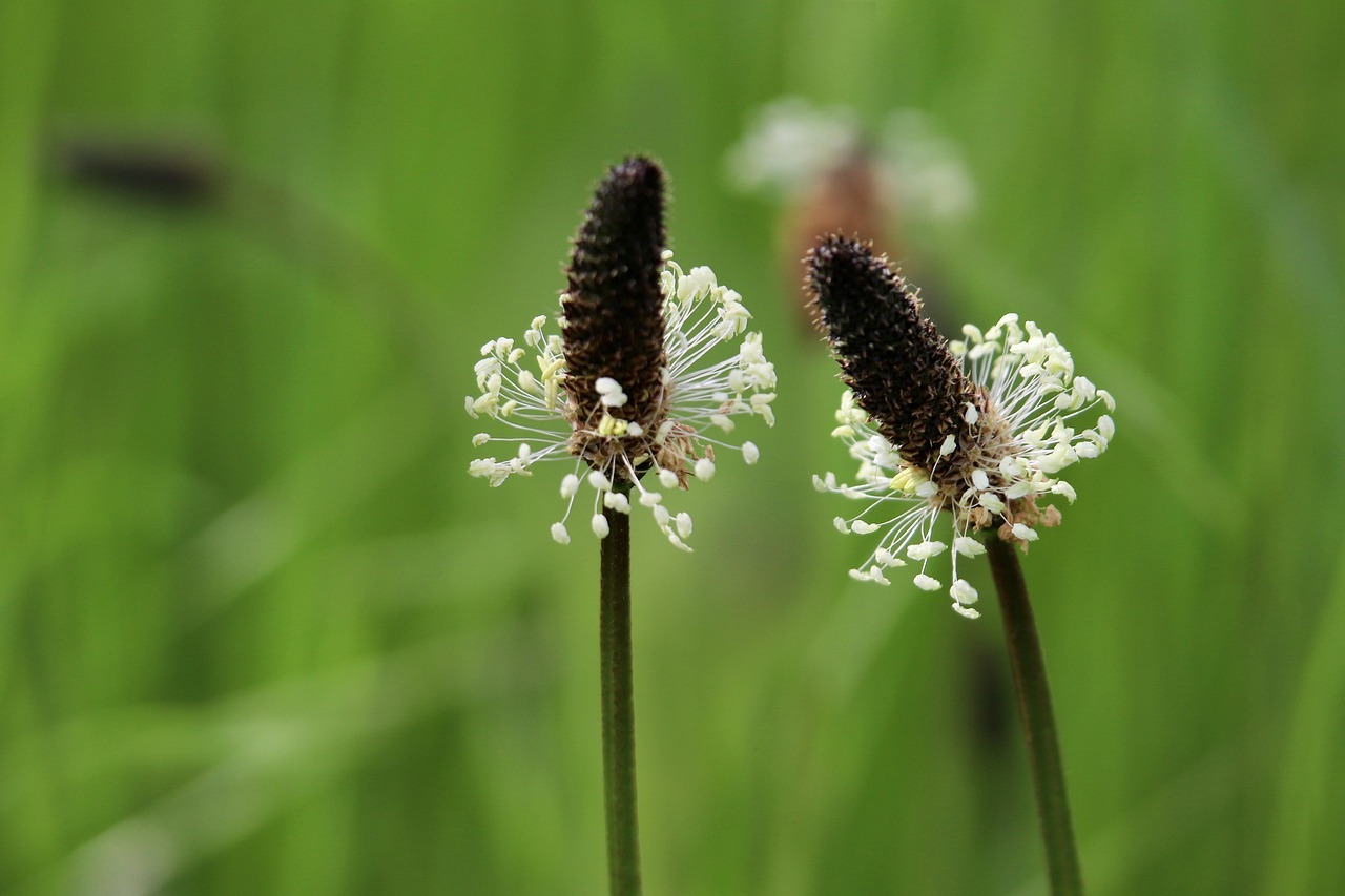 pythothérapie,plantes,plante,plantago,planta go,soins,naturels,naturel