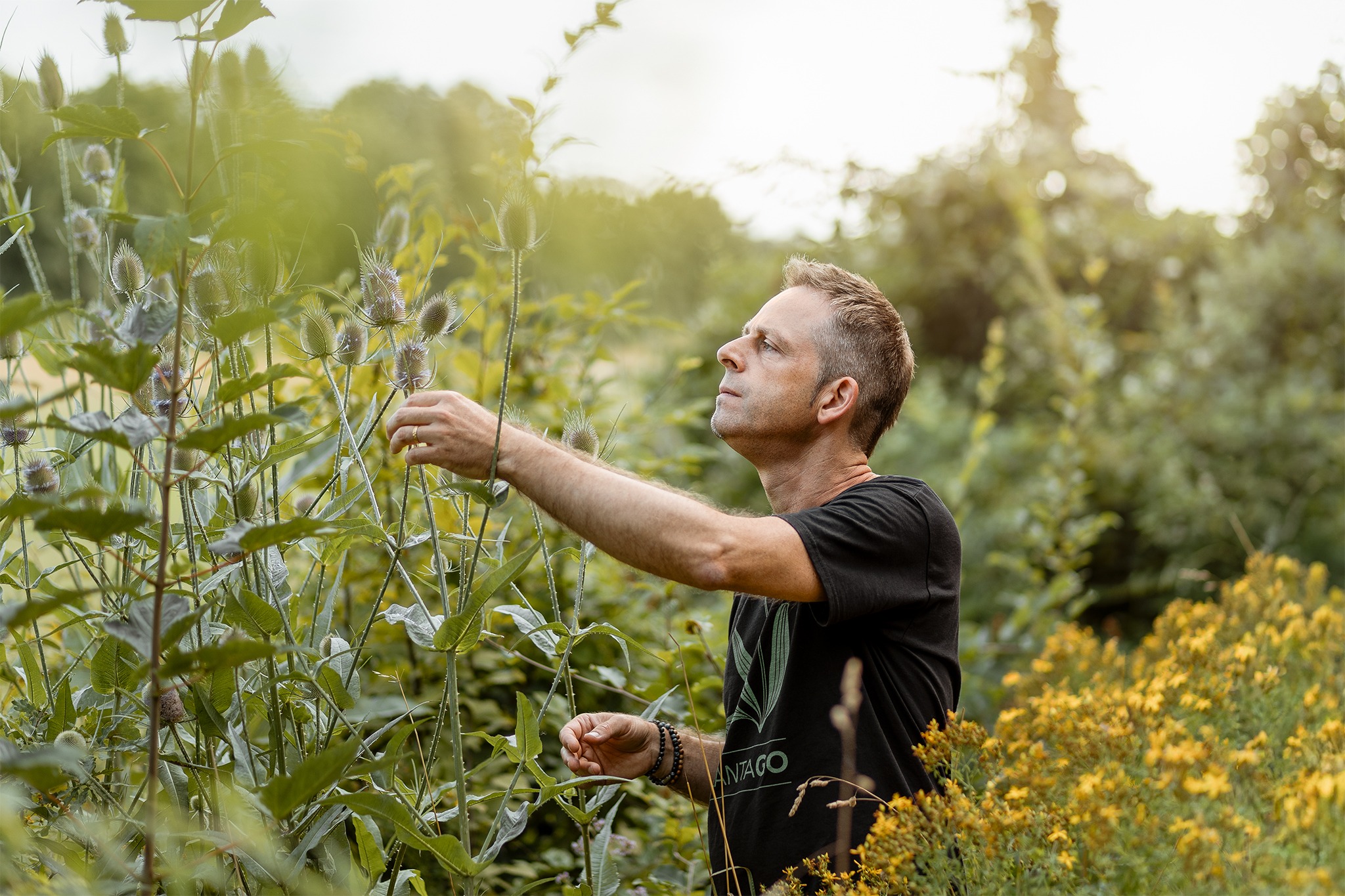 Alexandre de Plantago observant des plantes dans la nature.